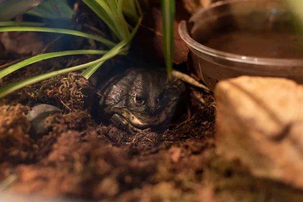 Doğal Yeşil Nemli Biyomda Büyük Şişman Boynuzlu Kurbağa Pacman Sıcak — Stok fotoğraf