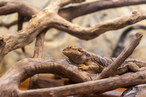 Iguana Wśród Kijów Piasku Biome Obudowa Ciepły Klimat Naturalne Krajobrazy Zdjęcia Stockowe bez tantiem