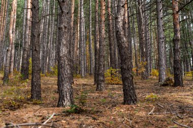 Doğal görünümlü sonbahar ormanı. Yüksek simetrik ağaç yolu tıkıyor. Metin için bir sürü kopya alanı var.