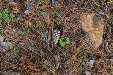 Kuru iğneler kahverengi koniler yeşil yosun sonbahar orman zemininde doku ve detaylar