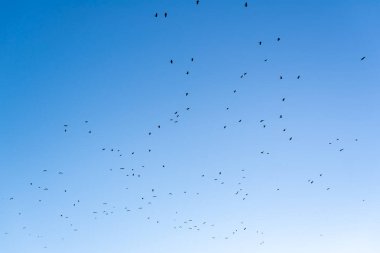 Canlı mavi gökyüzüne karşı bir kuş sürüsü soğuk hava koşulları nedeniyle güneye göç ediyor.
