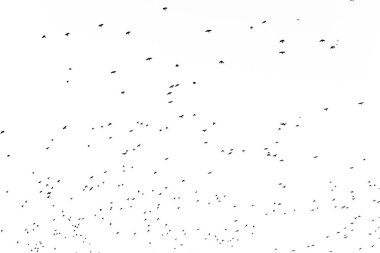 Flock of birds migrating isolated on a white background autumn sky view with lots of copy space for text clipart