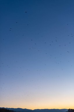 Göç eden büyük kuş sürüsü açık mavi arkaplanda ağaçların üzerinden uçuyor metin için kopyalama alanı ile