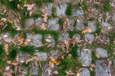 Huzurlu doğa parkında yol çimlerle kaplı eski kaldırım yolu ve düşen sonbahar kuru yaprakları dokusu