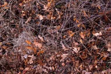 Sonbahar küçük dalları ve yaprakları güneşli havada ormanda keskin bir odak ve güçlü bir bokeh derinliği olan doğa detay dokusu.