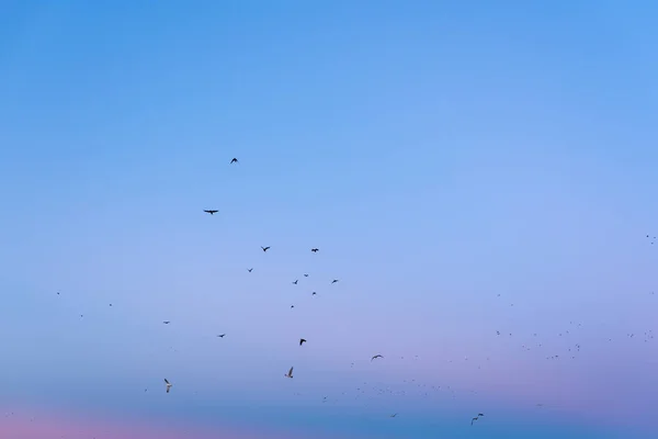 Een Zachte Avond Met Blauwe Roze Levendige Lucht Migrerende Vogels — Stockfoto