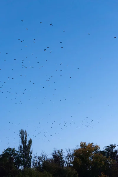 Migrace Obrovské Hejno Ptáků Létání Nad Stromy Jasné Modré Obloze — Stock fotografie