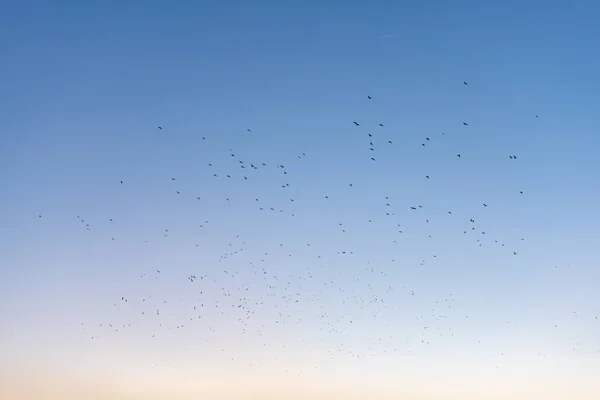 Bandada Aves Contra Cielo Azul Vibrante Gradiente Claro Día Soleado —  Fotos de Stock