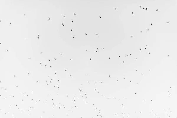 Bandada Aves Migrando Aisladas Sobre Fondo Blanco Vista Del Cielo —  Fotos de Stock