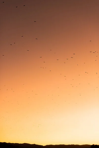 Las Aves Migratorias Sobre Impresionante Fondo Cálido Atardecer Con Vibrantes — Foto de Stock