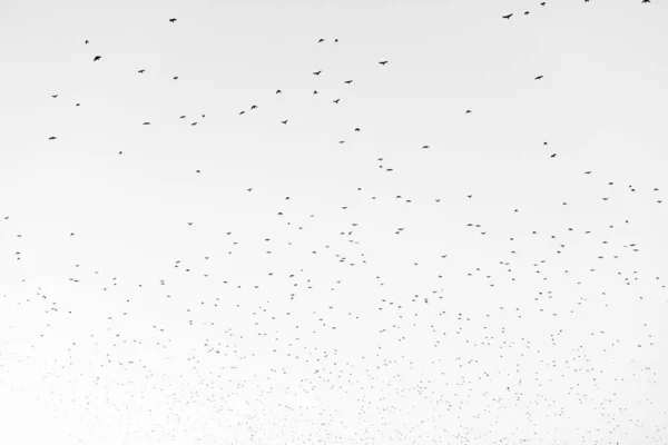 Bandada Aves Migrando Aisladas Sobre Fondo Blanco Vista Del Cielo —  Fotos de Stock