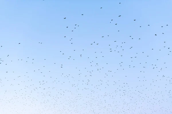 Rebanho Pássaros Contra Céu Azul Vibrante Claro Gradiente Dia Ensolarado — Fotografia de Stock