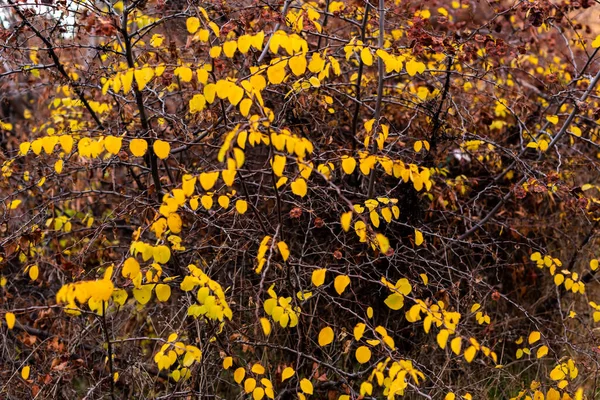 秋の小さな枝や落ち葉の森の天気で鋭い焦点とフィールド自然詳細テクスチャの強いボケ深さ — ストック写真