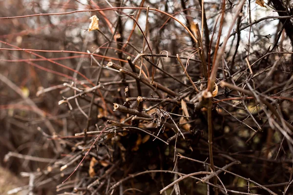 Herbst Kleine Äste Und Abgefallene Blätter Wald Bei Sonnigem Wetter — Stockfoto