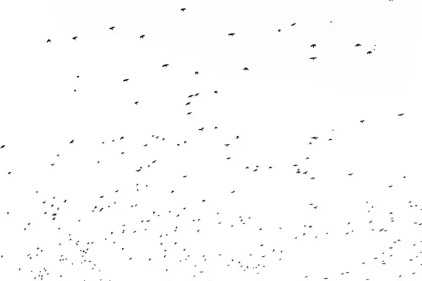 Stado Ptaków Migrujących Białym Tle Jesienny Widok Nieba Dużą Ilością Zdjęcia Stockowe bez tantiem