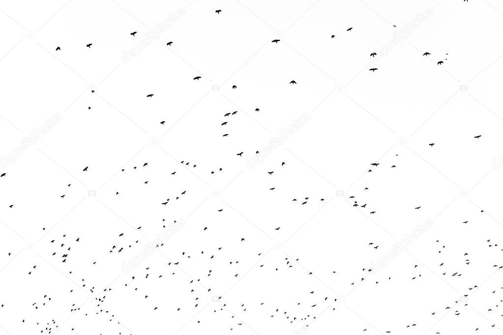 Flock of birds migrating isolated on a white background autumn sky view with lots of copy space for text