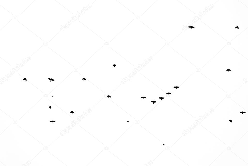 Flock of birds migrating isolated on a white background autumn sky view with lots of copy space for text