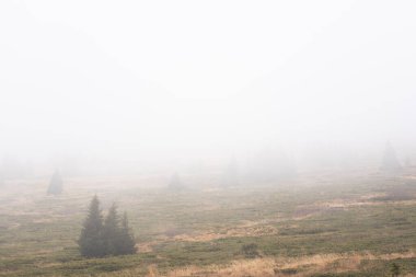 Sis dolu ağaçlar ve sonbahar sarısı kuru otlar vadisinin zirvesi Vitoşa, Sofya, Bulgaristan