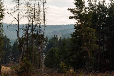 Büyük uydu antenleri yeşil çam ağacı ormanlarında orman arka planında gizlidir.