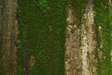 Su erozyon banliyösü izleri olan eski duvarda yeşil yosun var.