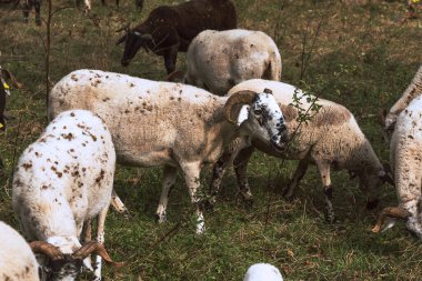 Çalılıklarda otlayan koyunlar