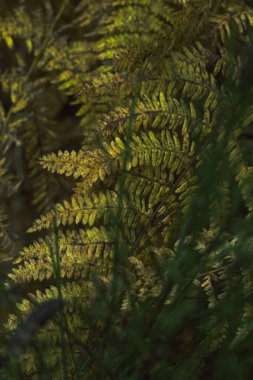 Ormandaki doğal yapraklar