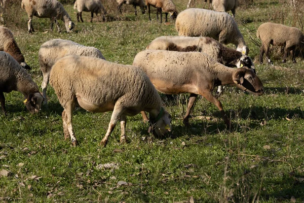Овцы Пасут Траву Кустах — стоковое фото