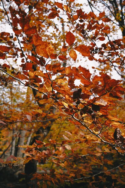 Красивый Красочный Лес Осенью Парке Йосемити — стоковое фото