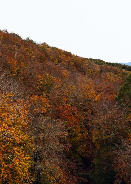 Красивый Красочный Лес Осенью Парке Йосемити — стоковое фото