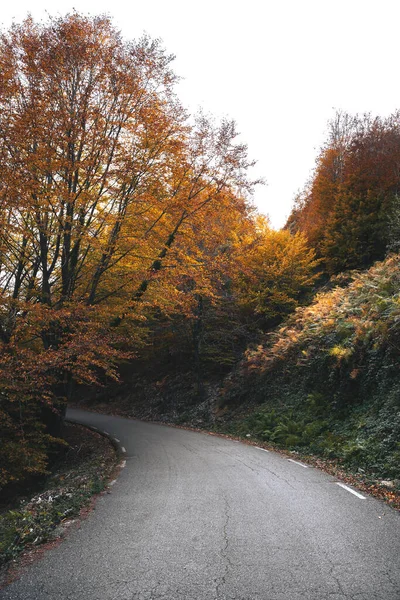 ヨセミテ公園の秋の美しいカラフルな森 — ストック写真