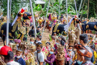 Bali Yakma Töreni. 18 yaşında boğanın yanında adak adamış insanlar.