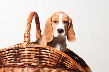 Beagle yavru bir sepet içinde