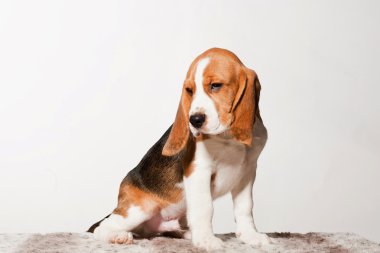 Güzel beagle köpek yavrusu