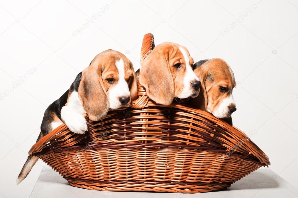 Beagle puppies in a basket