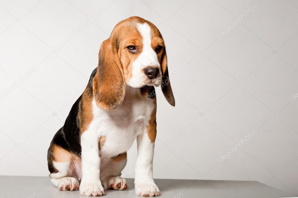 「ビーグル子犬」の画像検索結果