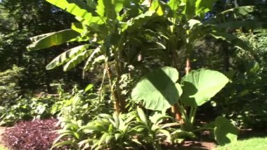 Bartlett Botanik Bahçesi bahçeleri