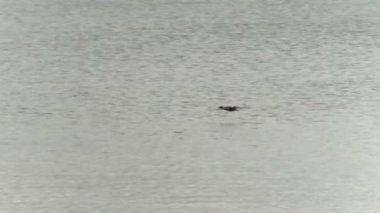 Sadece su yüzeyi üzerinde uçan kuş