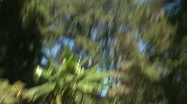 Park (1 / 1 güneşli bir günde)