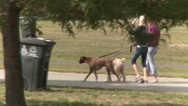 Frauen gehen mit ihren Hunden spazieren — Stockvideo