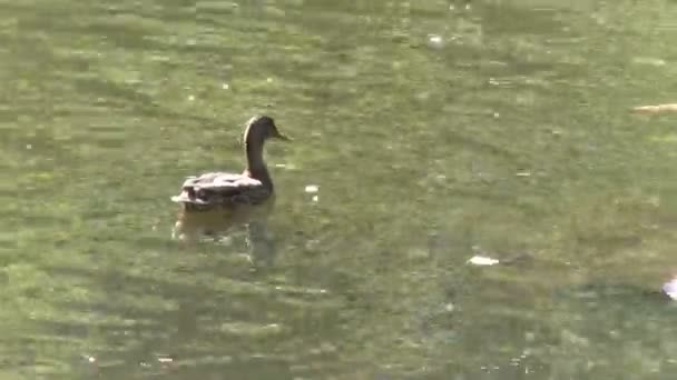 Kleine eenden zwemmen in water — Stockvideo