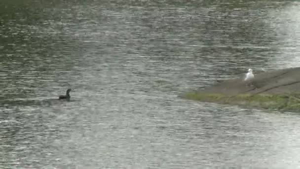 Pato y gaviota en el borde del agua (2 de 2 ) — Vídeos de Stock