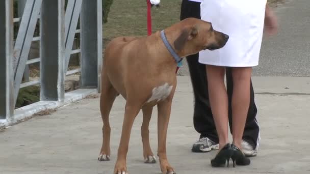 Hund an der Leine, während Herrchen spricht - Beinblick — Stockvideo