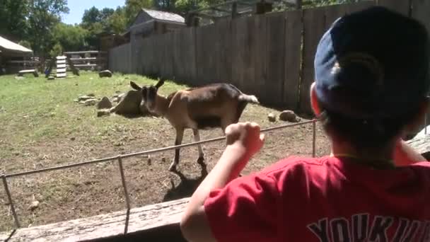 Niño en el zoológico de mascotas — Vídeos de Stock