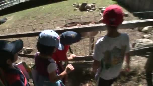 Unga pojkar på petting zoo — Stockvideo