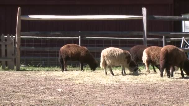 Zvířata na farmě Heckscher (část 1 ze 4) — Stock video