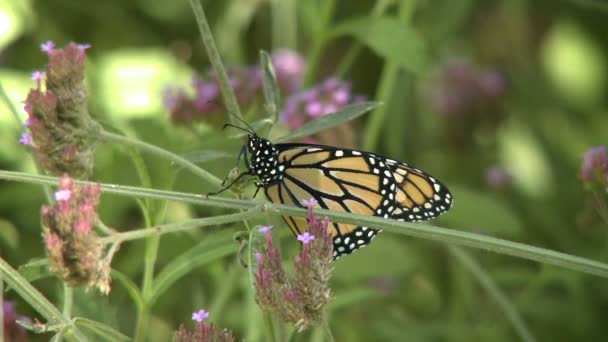 Mariposa monarca en tallo de flor — Vídeos de Stock