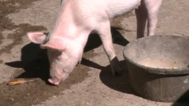 Domuz çiftliğindeki