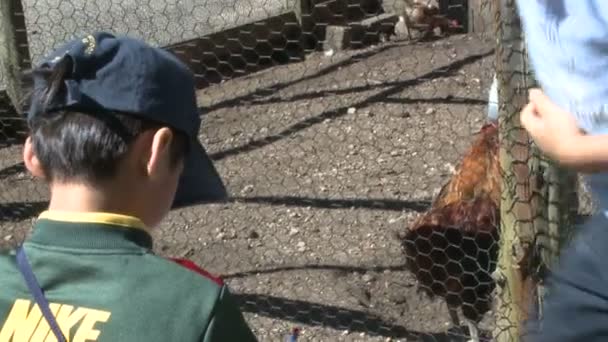 Niños tomando notas y observando animales — Vídeos de Stock