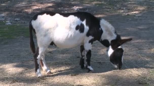 Dieren op de boerderij van Heckscher (2 van 4) — Stockvideo