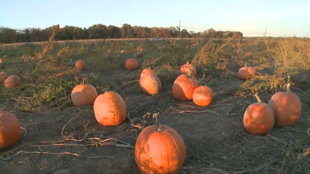 Calabazas listas para cosechar — Vídeos de Stock